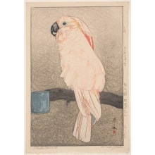 Japanese Print "Salmon-Crested Cockatoo (Obatan omu)" by Yoshida Hiroshi, 吉田博 (Hiroshi Yoshida)