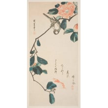Estampe japonaise "Pink Camellia Blossoms And Oriental Bullfinch" par Utagawa Hiroshige, 歌川広重 (Utagawa Hiroshige I 歌川 広重)