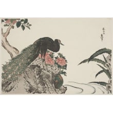 Estampe japonaise "Tree Peonies and Pea Fowl (botan ni kujaku)" par Unknown, 無款