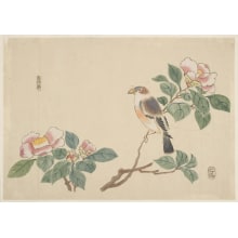Estampe japonaise "Camellia Blossoms And A Java Sparrow" par Ninsei