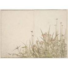 Japanese Print "Flowers Of The Summer Months" by Kitao Shigemasa, 北尾重政 (Kitao Shigemasa 北尾 重政, Katsukawa Shunshō 勝川 春章)
