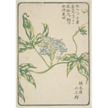 Estampe japonaise "Morning Glory, Grown By Ueki-Ya Rokusaburo Of Komagome, Sendagi" par Unknown, 無款