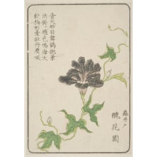 Estampe japonaise "Morning Glory, Grown By Shukaen Of Kameido, Edo" par Unknown, 無款