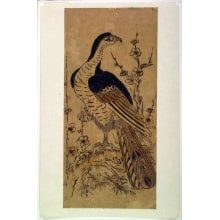 Estampe japonaise "Hawk Perched on a Plum Tree Branch" par Unknown, 無款