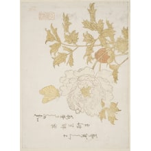 Japanese Print "A Peony Flower And A Yellow Butterfly" by Kasen