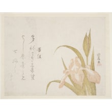 Japanese Print "Iris Flowers" by Kyokuba