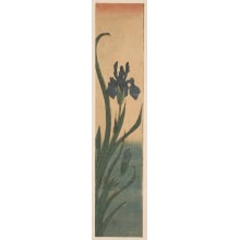 Japanese Print "Purple Iris" by Keisai Eisen, 渓斉英泉 (Keisai Eisen 渓斉 英泉)