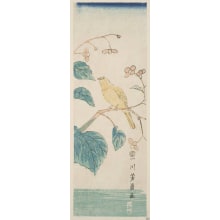 Utagawa Yoshikazu, 歌川芳員 (Yoshikazu Japanese)による浮世絵「Begonia Grandis And Canary」