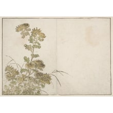 Japanischer Druck "Flowers Of The Winter Months: Chrysanthemums" von Katsukawa Shunsho, 勝川春章 (Katsukawa Shunshō 勝川 春章, Kitao Shigemasa 北尾 重政)