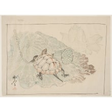 Kawanabe Kyosai, 河鍋暁斎 (Kawanabe Kyosai)による浮世絵「A Turtle On A Lotus Leaf」