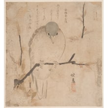 Teisai Hokuba, 蹄斎北馬 (Teisai Hokuba)による浮世絵「A Pigeon Perched On A Branch Of A Cherry Tree」