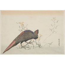 Unknown, 無款による浮世絵「Mustard Flowers and a Copper Pheasant」