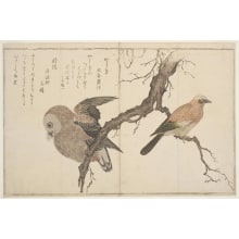 Kitagawa Utamaro, 喜多川歌麿 (Kitagawa Utamaro I 喜多川 歌麿)による浮世絵「Jay and Ural Owl」