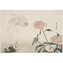 Japanischer Druck "Pink Herbaceous Peonies and a White Cock (shakuyaku ni shirodori)" von Unknown, 無款