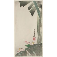 Japanischer Druck "Begonia Blossoms And Large Leaved Plant" von Iijima Koga, 飯島光峨 (Iijima Koga)