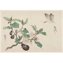 Estampe japonaise "Eggplant and Butterfly (Nasubi ni chocho)" par Tani Buncho, 谷文晁 (Buncho Tani, Onishi Chinnen)