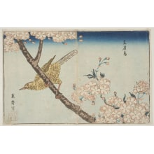 Japanese Print "Cherry Blossoms and a Gabi" by Kitao Masayoshi, 北尾政美 (Kitao MASAYOSHI)
