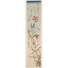 Japanese Print "Japan Fringed Pinks and Butterfly" by Utagawa Hiroshige, 歌川広重 (Utagawa Hiroshige I 歌川 広重)