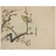 Japanischer Druck "Japanese Bush Warbler (uguisu) and Plum Blossoms" von Kano Shugen Sadanobu, 狩野秀源貞信 (Hasegawa Sadanobu)