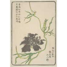 Japanischer Druck "Morning Glory, Grown By Ueki-Ya Rokusaburo Of Komagome, Sendagi" von Unknown, 無款