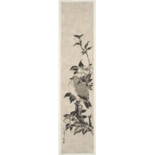 Japanischer Druck "Camellia Branch and Eastern Turtle Dove" von Utagawa Toyohiro, 歌川豊広 (Utagawa Toyohiro 歌川 豊広)
