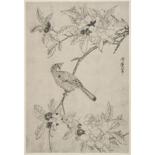 Kitagawa Utamaro, 喜多川歌麿 (Kitagawa Utamaro I 喜多川 歌麿)创作的日本版画《A Bird Clinging To A Drooping Branch Of A Tree》