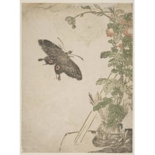 Japanese Print "Kiku Hana Ni Okii Chocho" by Kitao Masayoshi, 北尾政美 (Kitao MASAYOSHI)
